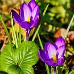 Crocus 'Ruby Giant' - Harding & Bloom