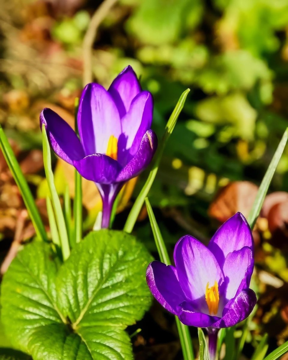Crocus 'Ruby Giant' - Harding & Bloom