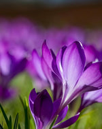 Crocus 'Ruby Giant' - Harding & Bloom