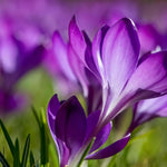 Crocus 'Ruby Giant' - Harding & Bloom