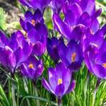 Crocus 'Ruby Giant' - Harding & Bloom