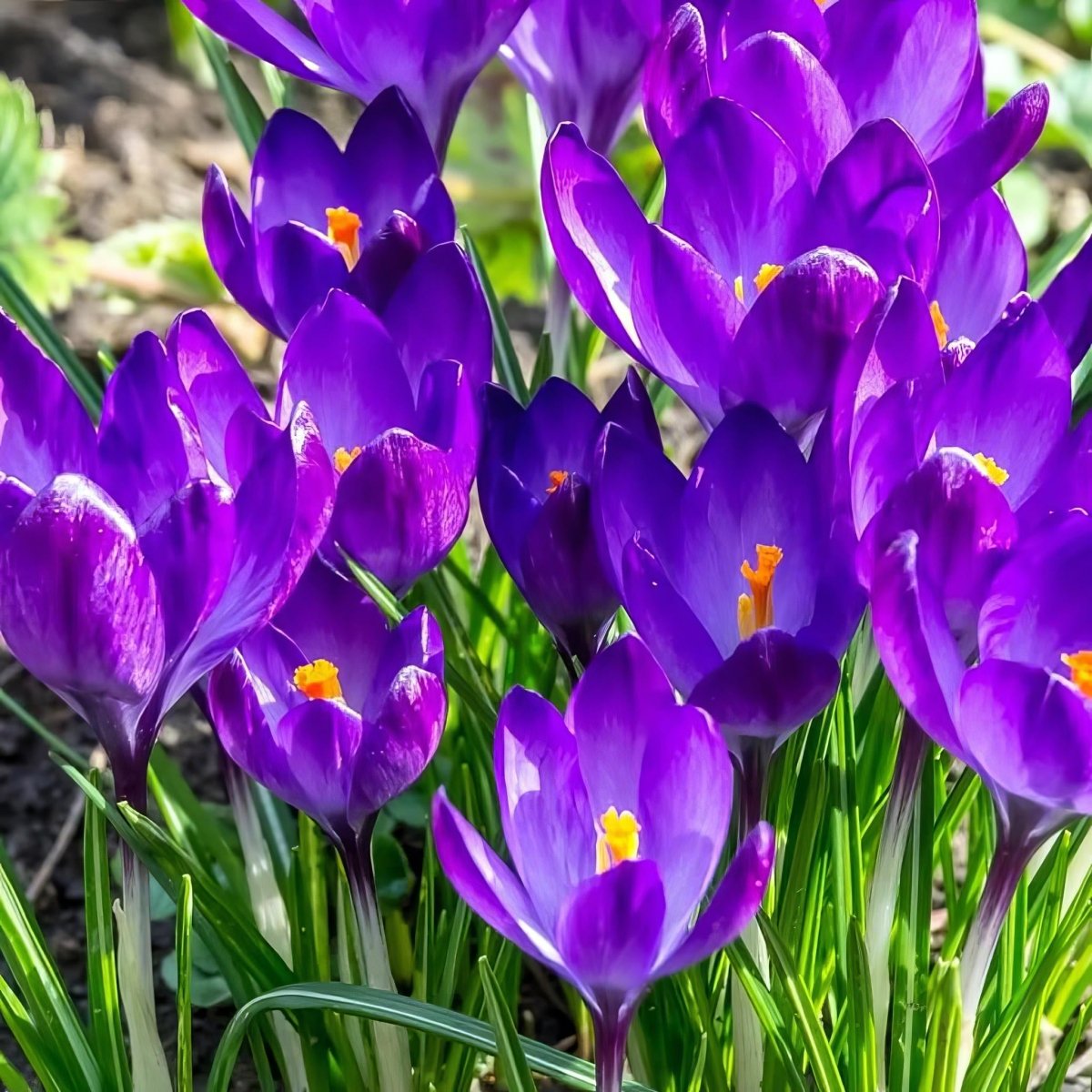 Crocus 'Ruby Giant' - Harding & Bloom