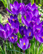 Crocus 'Ruby Giant' - Harding & Bloom