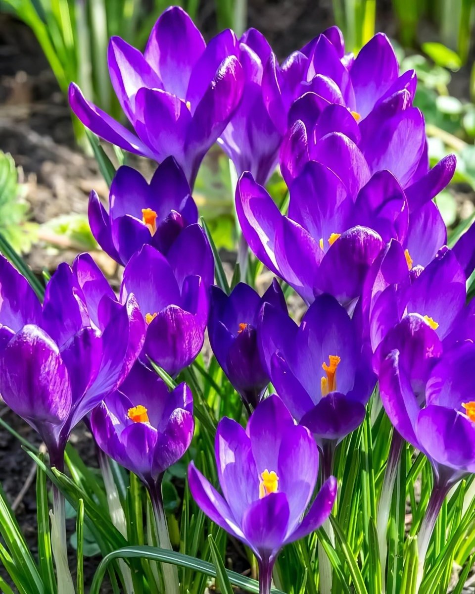 Crocus 'Ruby Giant' - Harding & Bloom