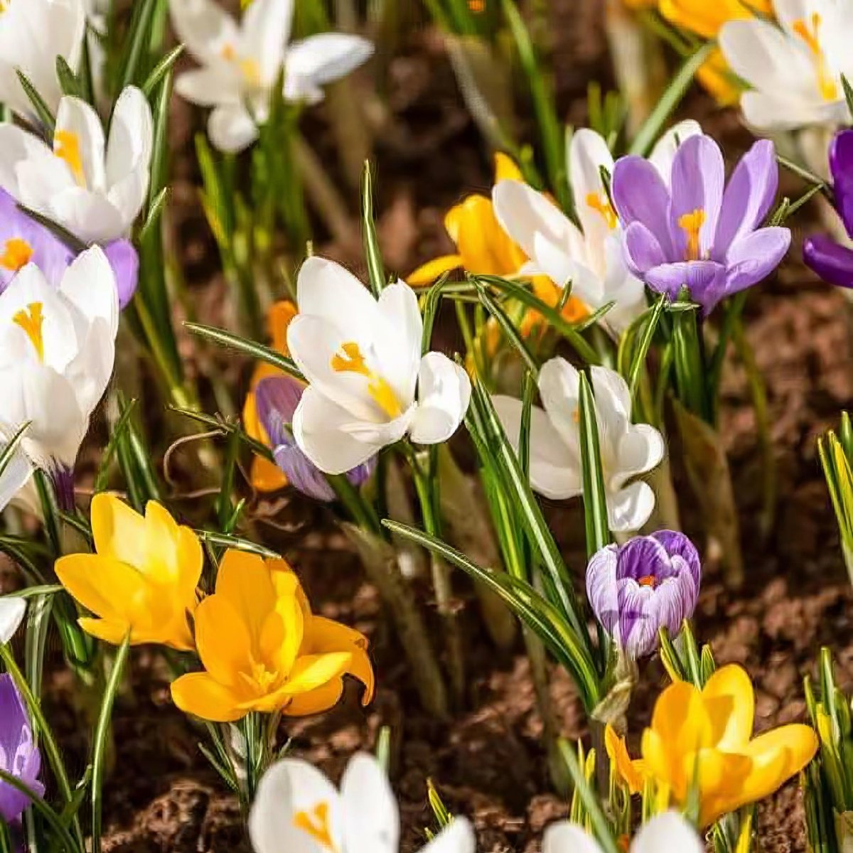 Crocus 'Specie' Mixed - Harding & Bloom
