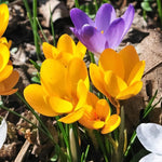 Crocus 'Specie' Mixed - Harding & Bloom