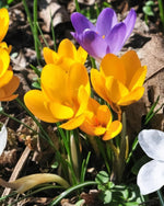 Crocus 'Specie' Mixed - Harding & Bloom