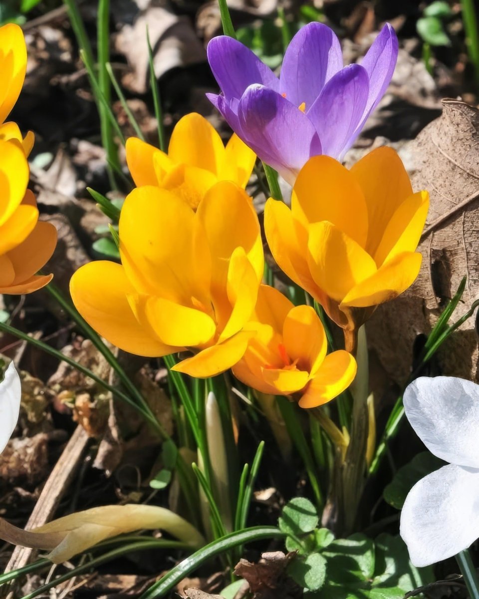 Crocus 'Specie' Mixed - Harding & Bloom