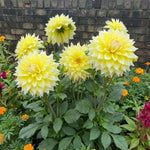 Dahlia 'Grand Prix' - Harding & Bloom