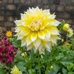 Dahlia 'Grand Prix' - Harding & Bloom
