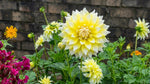 Dahlia 'Grand Prix' - Harding & Bloom