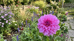 Dahlia 'Arthur Hambley' – (Decorative) - Harding & Bloom