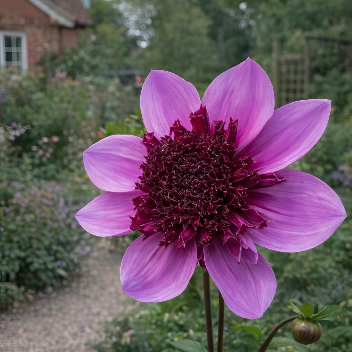 Dahlia 'Blue Bayou' - Harding & Bloom