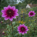 Dahlia 'Blue Bayou' - Harding & Bloom