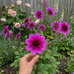 Dahlia 'Blue Bayou' - Harding & Bloom