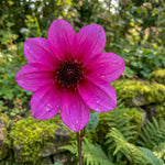 Dahlia 'Blue Bayou' - Harding & Bloom