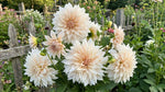Dahlia 'Café au Lait' - Harding & Bloom