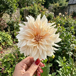 Dahlia 'Café au Lait' - Harding & Bloom