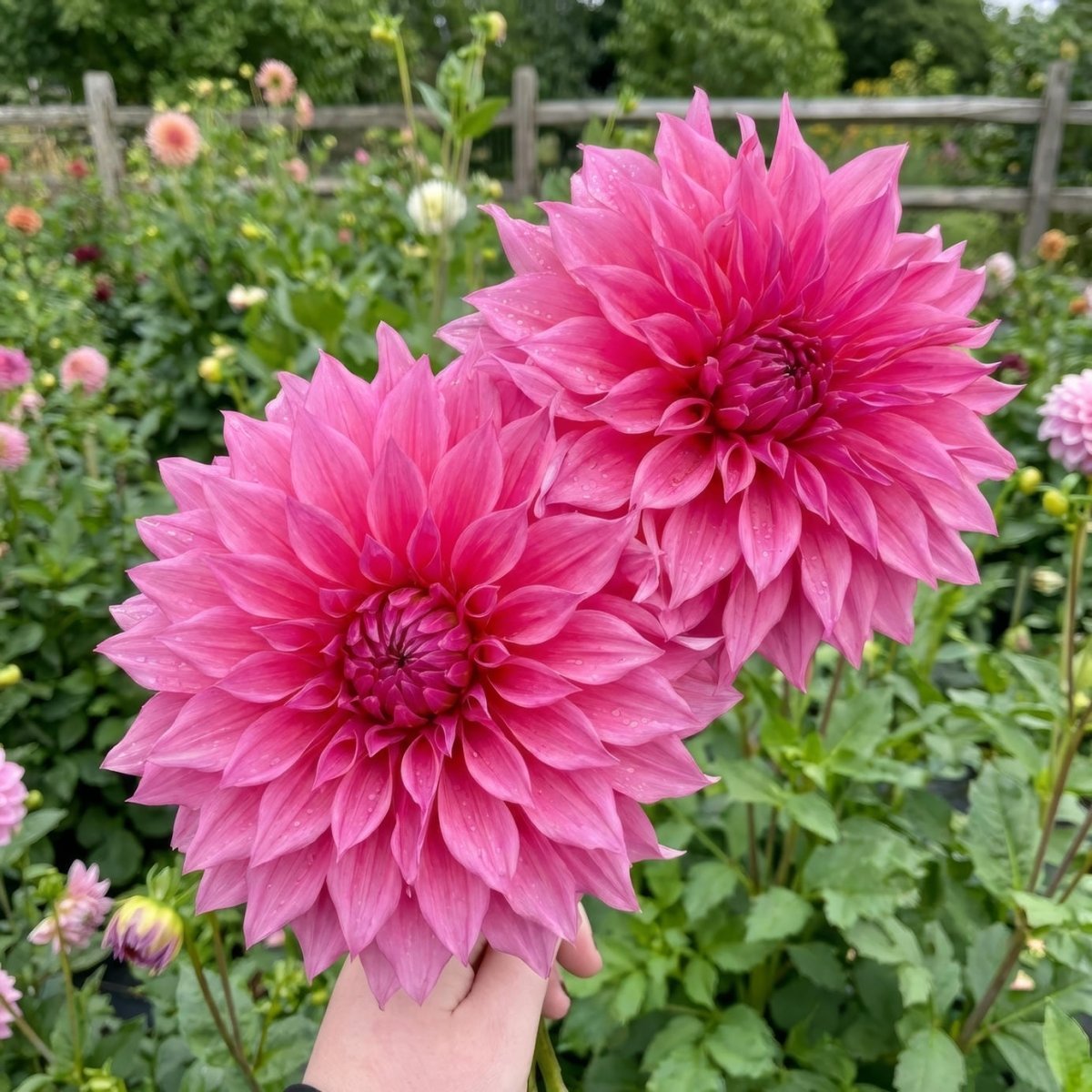 Dahlia 'Café au Lait Rose' (Dinnerplate) - Harding & Bloom