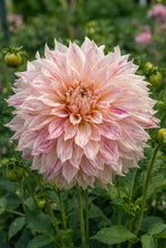 Dahlia 'Café au Lait Twist' - Harding & Bloom