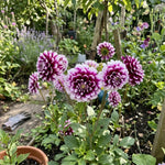 Dahlia 'Edinburgh' (Decorative) - Harding & Bloom