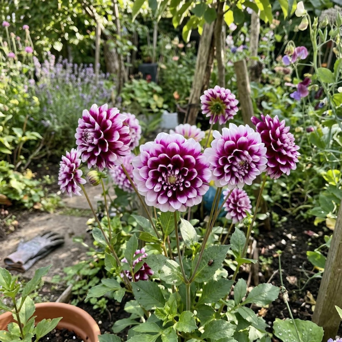 Dahlia 'Edinburgh' (Decorative) - Harding & Bloom