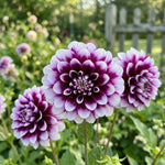 Dahlia 'Edinburgh' (Decorative) - Harding & Bloom