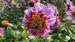 Dahlia 'Fenna Baaij' (Cactus & Bedding) - Harding & Bloom