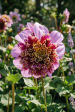 Dahlia 'Fenna Baaij' (Cactus & Bedding) - Harding & Bloom