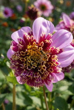 Dahlia 'Fenna Baaij' (Cactus & Bedding) - Harding & Bloom