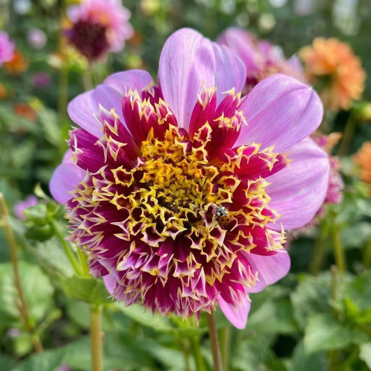 Dahlia 'Fenna Baaij' (Cactus & Bedding) - Harding & Bloom