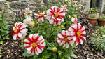 Dahlia 'Fire and Ice' (Decorative) - Harding & Bloom