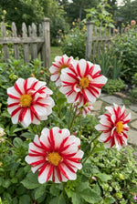 Dahlia 'Fire and Ice' (Decorative) - Harding & Bloom