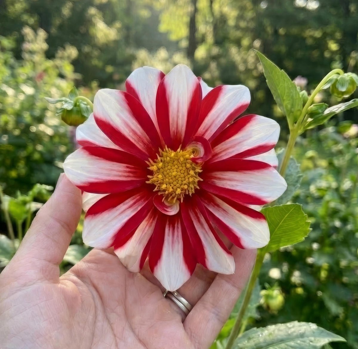 Dahlia 'Fire and Ice' (Decorative) - Harding & Bloom
