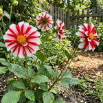 Dahlia 'Fire and Ice' (Decorative) - Harding & Bloom