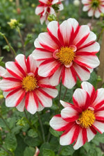 Dahlia 'Fire and Ice' (Decorative) - Harding & Bloom