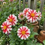 Dahlia 'Fire and Ice' (Decorative) - Harding & Bloom