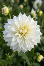 Dahlia 'Fleurel' (Dinnerplate) - Harding & Bloom