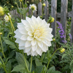 Dahlia 'Fleurel' (Dinnerplate) - Harding & Bloom