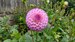 Dahlia 'Genova' - Harding & Bloom