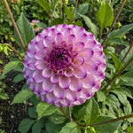 Dahlia 'Genova' - Harding & Bloom