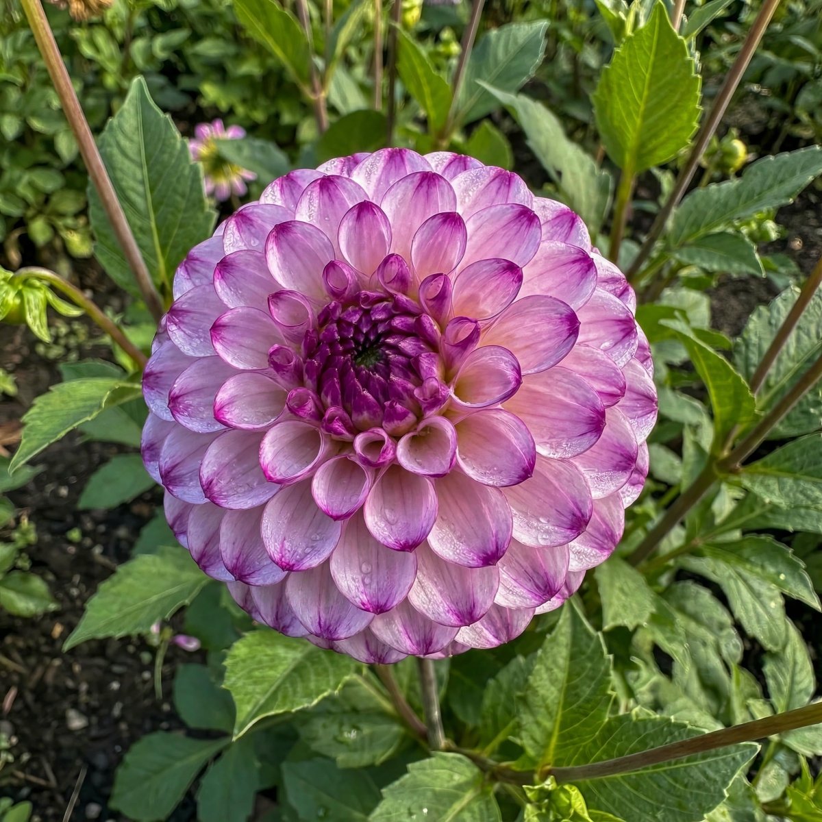 Dahlia 'Genova' - Harding & Bloom