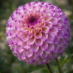 Dahlia 'Genova' - Harding & Bloom