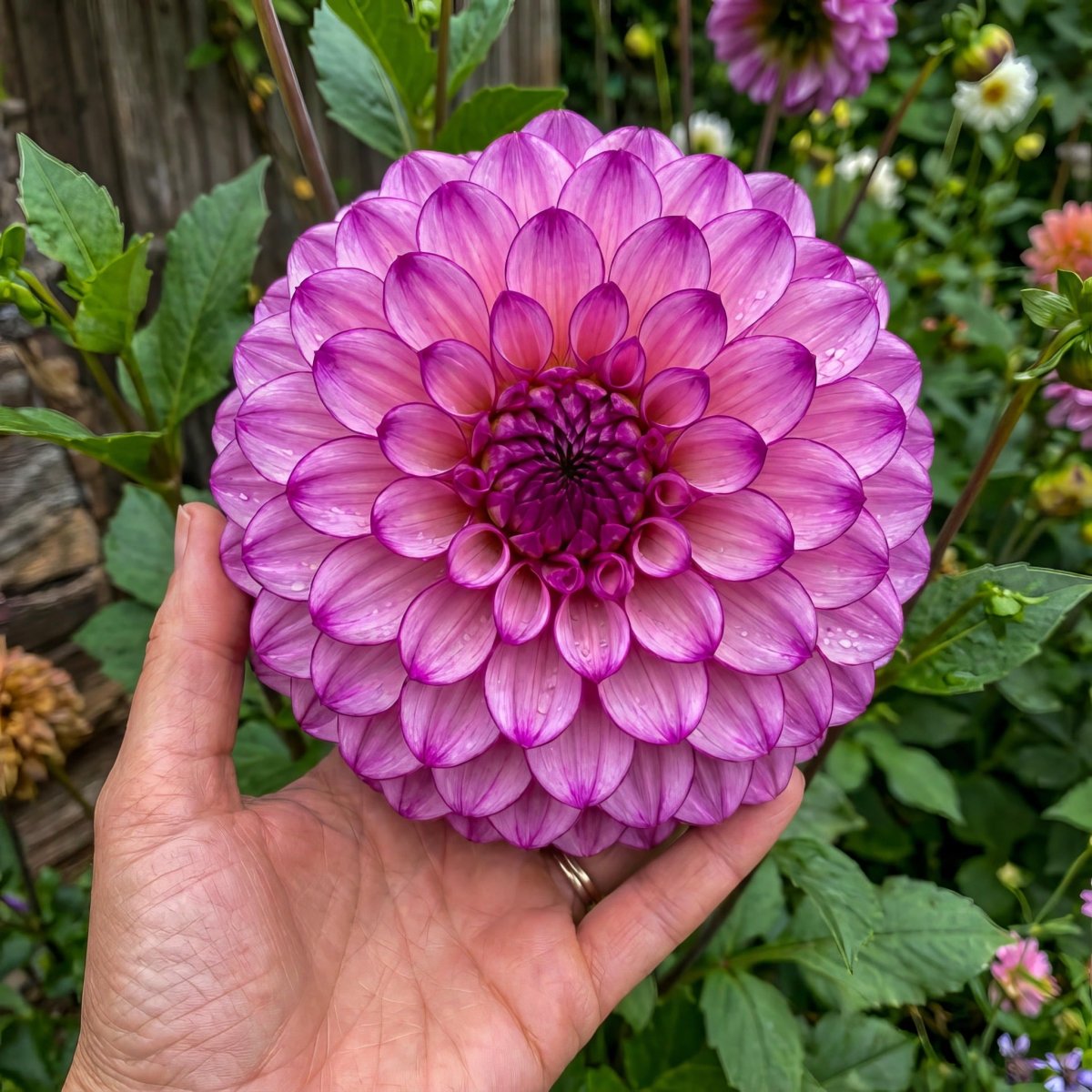 Dahlia 'Genova' - Harding & Bloom