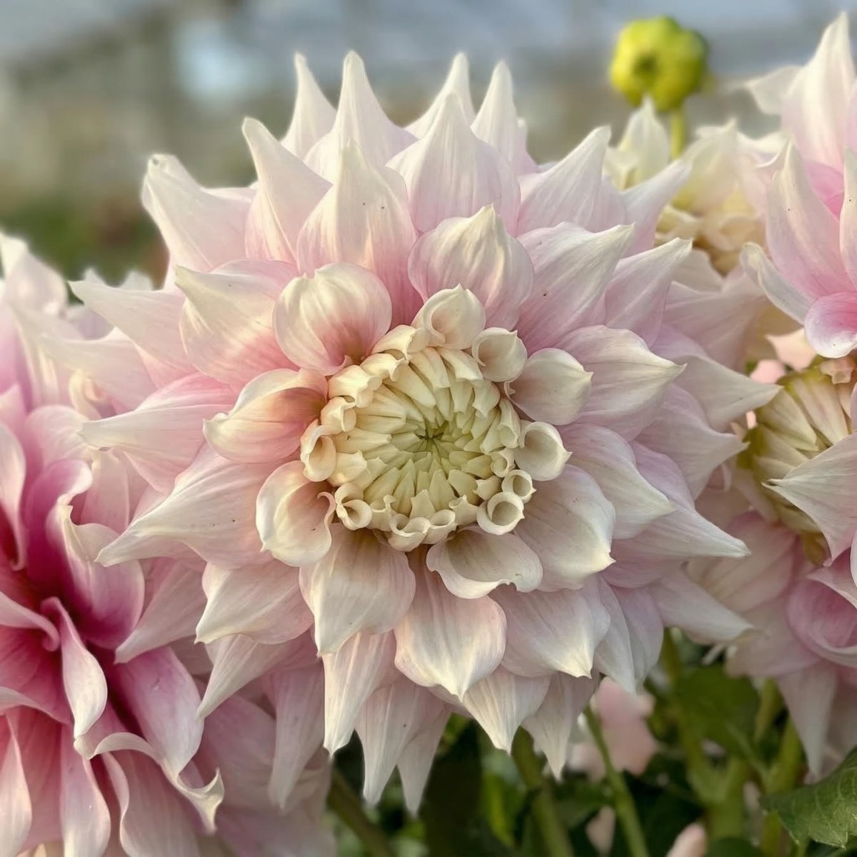 Dahlia 'Gitt's Perfection' (Dinnerplate) - Harding & Bloom