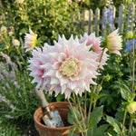 Dahlia 'Gitt's Perfection' (Dinnerplate) - Harding & Bloom