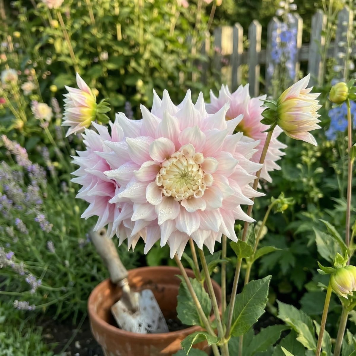 Dahlia 'Gitt's Perfection' (Dinnerplate) - Harding & Bloom
