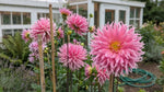 Dahlia 'Hollyhill Cotton Candy' (Cactus & Bedding) - Harding & Bloom