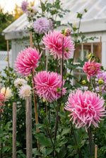 Dahlia 'Hollyhill Cotton Candy' (Cactus & Bedding) - Harding & Bloom