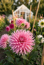 Dahlia 'Hollyhill Cotton Candy' (Cactus & Bedding) - Harding & Bloom